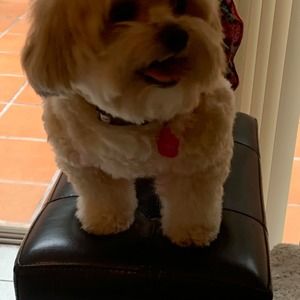 Meet your Posher, Lucy